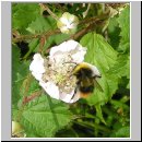 Bombus pratorum - Wiesenhummel 03.jpg